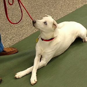 Catawba Valley Obedience Club, Hickory NC